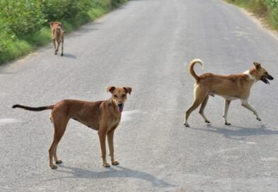 Ghaziabad civic body approves by-laws of its‘dog policy’