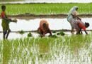 Rice, cane lift acreage of kharif sowing past 2022 level